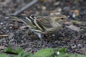 Pine Siskin (fall) 129.jpg