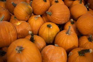 resized-101020-Emily-Pumpkins-25.jpg