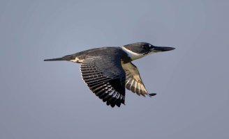 Birds--11.jpg Birds--11.jpg