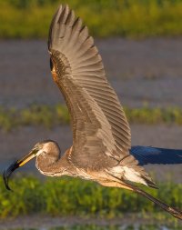 Birds--9.jpg Birds--9.jpg