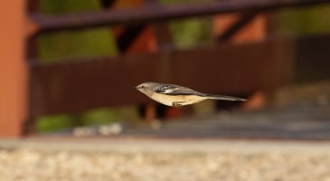 Song-bird--5.jpg Song-bird--5.jpg