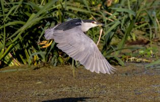 Song-bird--9.jpg Song-bird--9.jpg