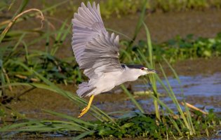 Song-bird--11.jpg Song-bird--11.jpg