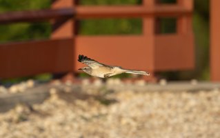 Song-bird-2-2.jpg Song-bird-2-2.jpg