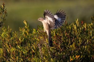 Song-bird--2.jpg Song-bird--2.jpg