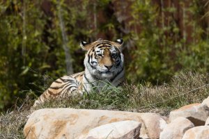 tiger 500mm-3195.jpg