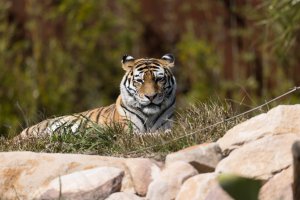 tiger 600mm-3188.jpg