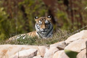 tiger 400mm-3167.jpg