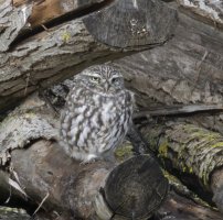 309A2920_little_owl_adobe-ss2_00x-dd_CR.jpg