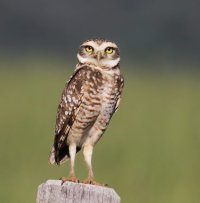 Burrowing_Owl_IMG_0986-ssdd.jpg