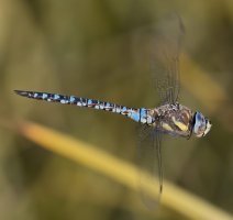 309A0191NN_migrant_hawker_flying-ss_crop.jpg