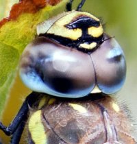 309A1888-DxO_800mm_Migrant_Hawker_Prime_Auto_crop.jpg