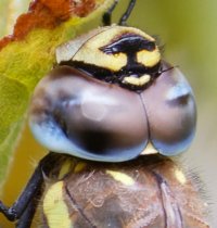 309A1888-DxO_800mm_Migrant_Hawker_DeepPrime_crop.jpg