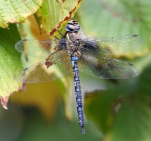 309A1888-DxO_800mm_Migrant_Hawker_Prime_Auto.jpg