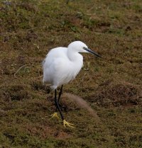 309A3170-DxO_little_egret.jpg