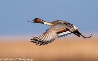 Pintail-1991.jpg