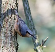 309A3844-DxO_Nuthatch_iso5000.jpg