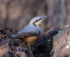 309A3989-DxO_nuthatch_iso8000-1.jpg