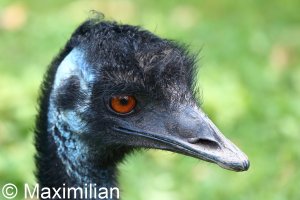 Emu.JPG