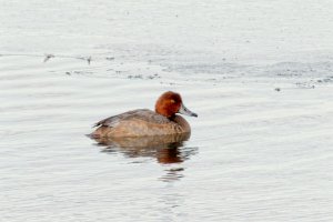 _36A2207_DxO copy.jpg