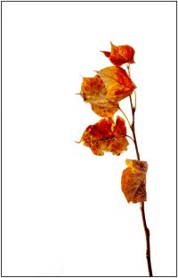 _36A2171_DxO copy.jpg