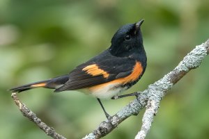 American Redstart (male-fall) 104.jpg