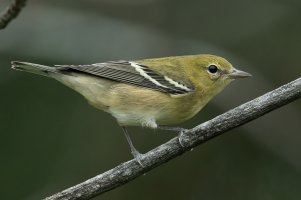 Bay-breasted Warbler (hatch year-fall) 107.jpg