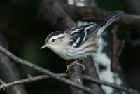 Black-and-white Warbler (hatch year-fall) 100.jpg