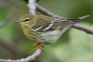 Blackpoll Warbler (hatch year-fall) 103.jpg