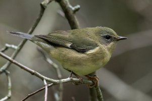 Black-throated Blue Warbler (female-fall) 100.jpg