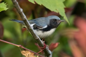 Black-throated Blue Warbler (male-fall) 112.jpg