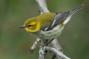 Black-throated Green Warbler (hatch year-fall) 101.jpg