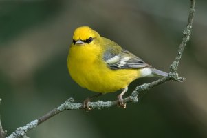 Blue-winged Warbler (male-fall) 100.jpg