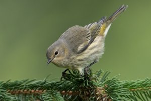 Cape May Warbler (hatch year female-fall) 104.jpg