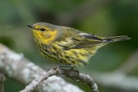 Cape May Warbler (hatch year male-fall) 107.jpg