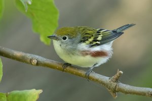 Chestnut-sided Warbler (hatch year-fall) 108.jpg