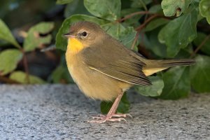 Common Yellowthroat (female-fall) 100.jpg