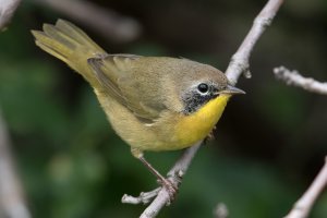 Common Yellowthroat (hatch year-fall) 100.jpg