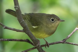 Connecticut Warbler (female-fall) 100.jpg