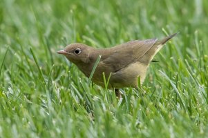 Connecticut Warbler (hatch year-fall) 101.jpg