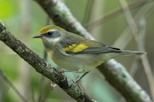 Golden-winged Warbler (female-fall) 102.jpg