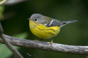 Magnolia Warbler (hatch year-fall) 111.jpg