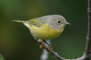 Nashville Warbler (hatch year-fall) 104.jpg