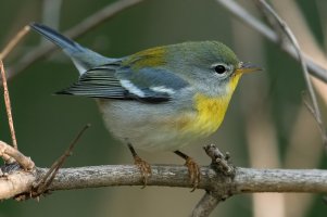 Northern Parula (female-fall) 102.jpg