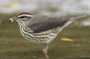 Northern Waterthrush (fall) 110.jpg