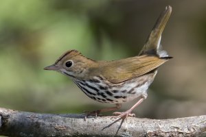 Ovenbird (hatch year-fall) 100.jpg