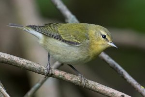 Tennessee Warbler (female-fall) 102.jpg