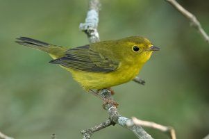 Wilson's Warbler (hatch year-fall) 105.jpg