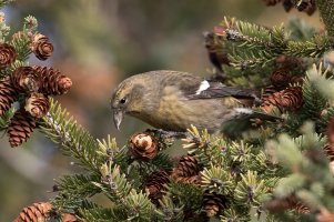 White-winged Crossbill (female-fall) 100.jpg