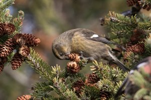 White-winged Crossbill (female-fall) 101.jpg